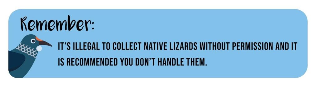 Wildlife tip: It's illegal to collect native lizards without permission and it is recommended that you do not handle them.
