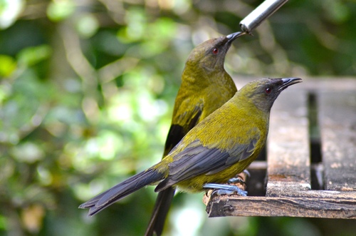 Using a sugar water feeder can attract hungry nectar feeding birds like