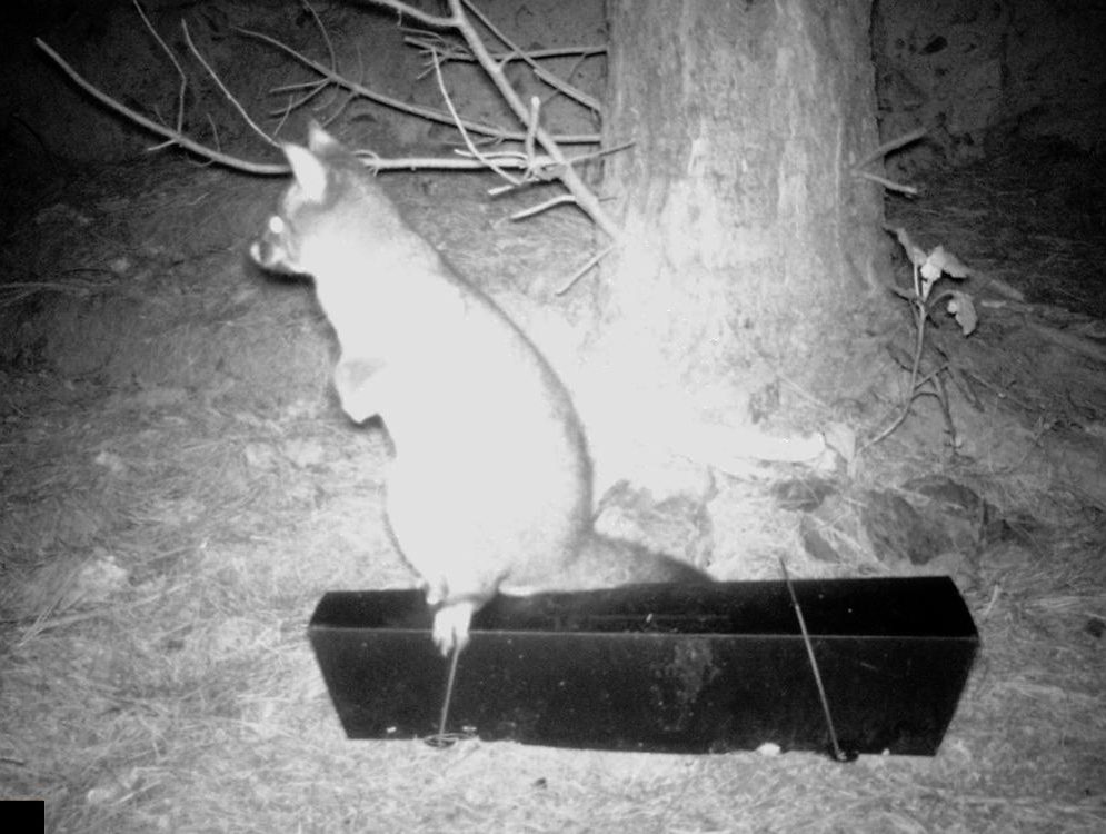 A black and white photo of a possum on a black tracking tunnel