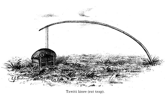 An image depicting how the taupopoki trap functions.