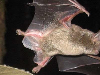A flying bat in the night