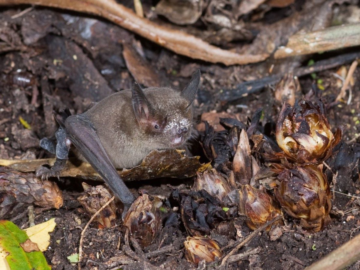 Image of a bat on the ground
