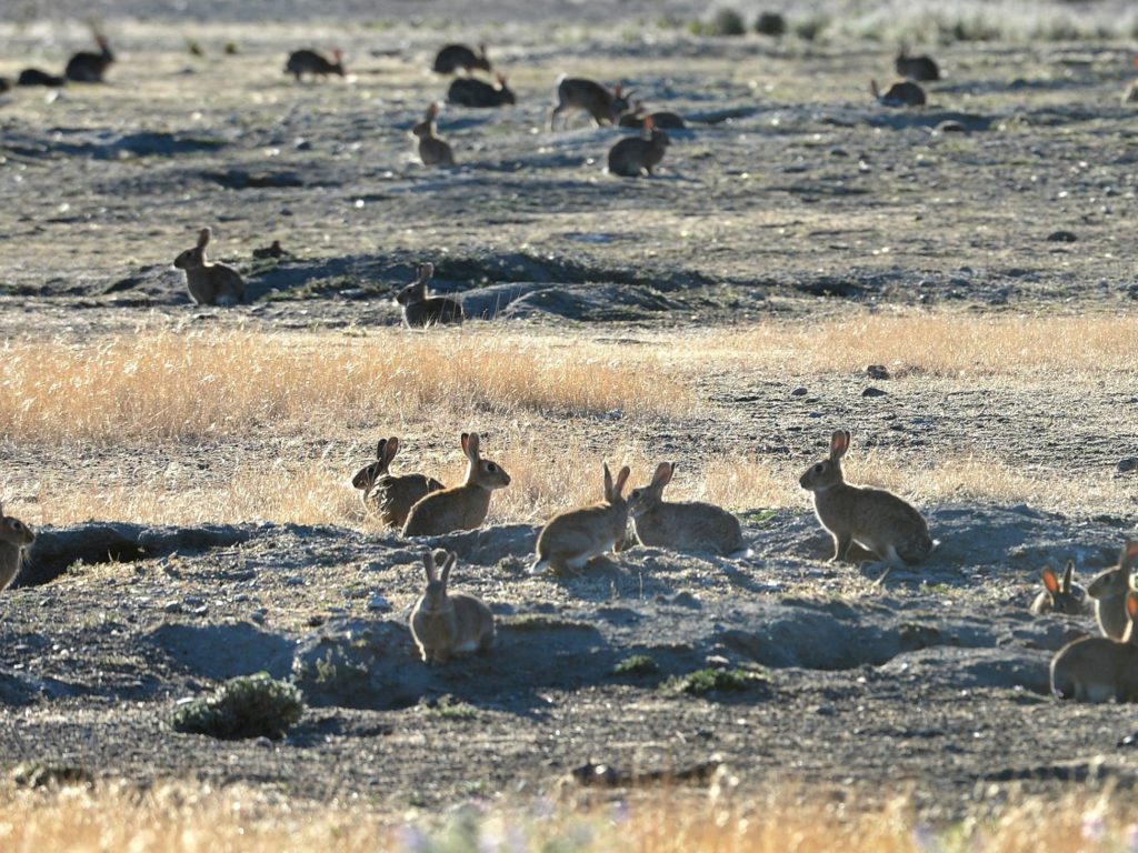 A plague of rabbits in a dry field