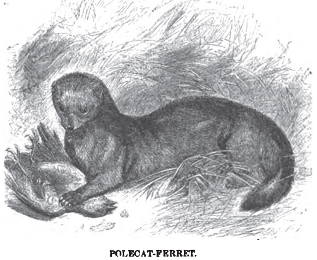 A drawing of a polecat-ferret hybrid with a caught bird