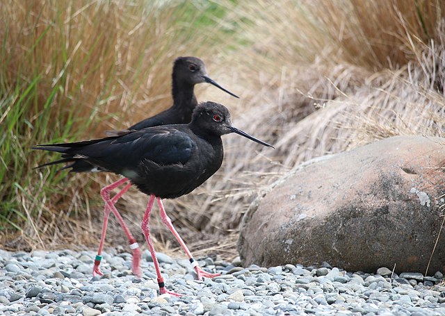 Two black stilts on the shore