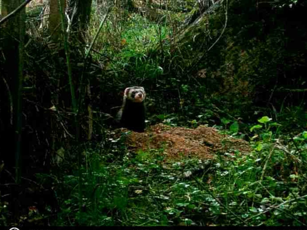 A ferret in the bush