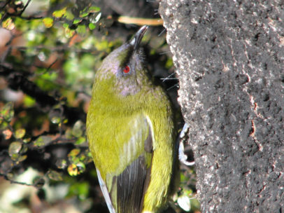 A bellbird on a branch
