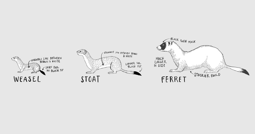 A diagram of the three different mustelids that have been introduced to New Zealand: weasel, stoat and ferret.