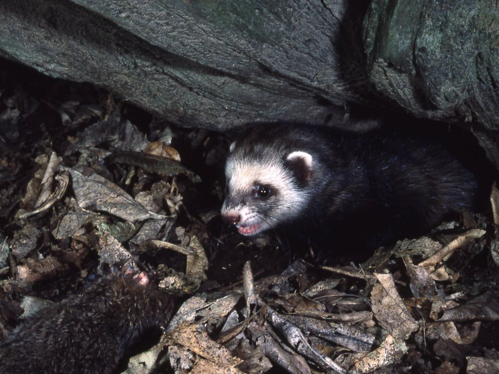 A ferret poking out from under a large rock