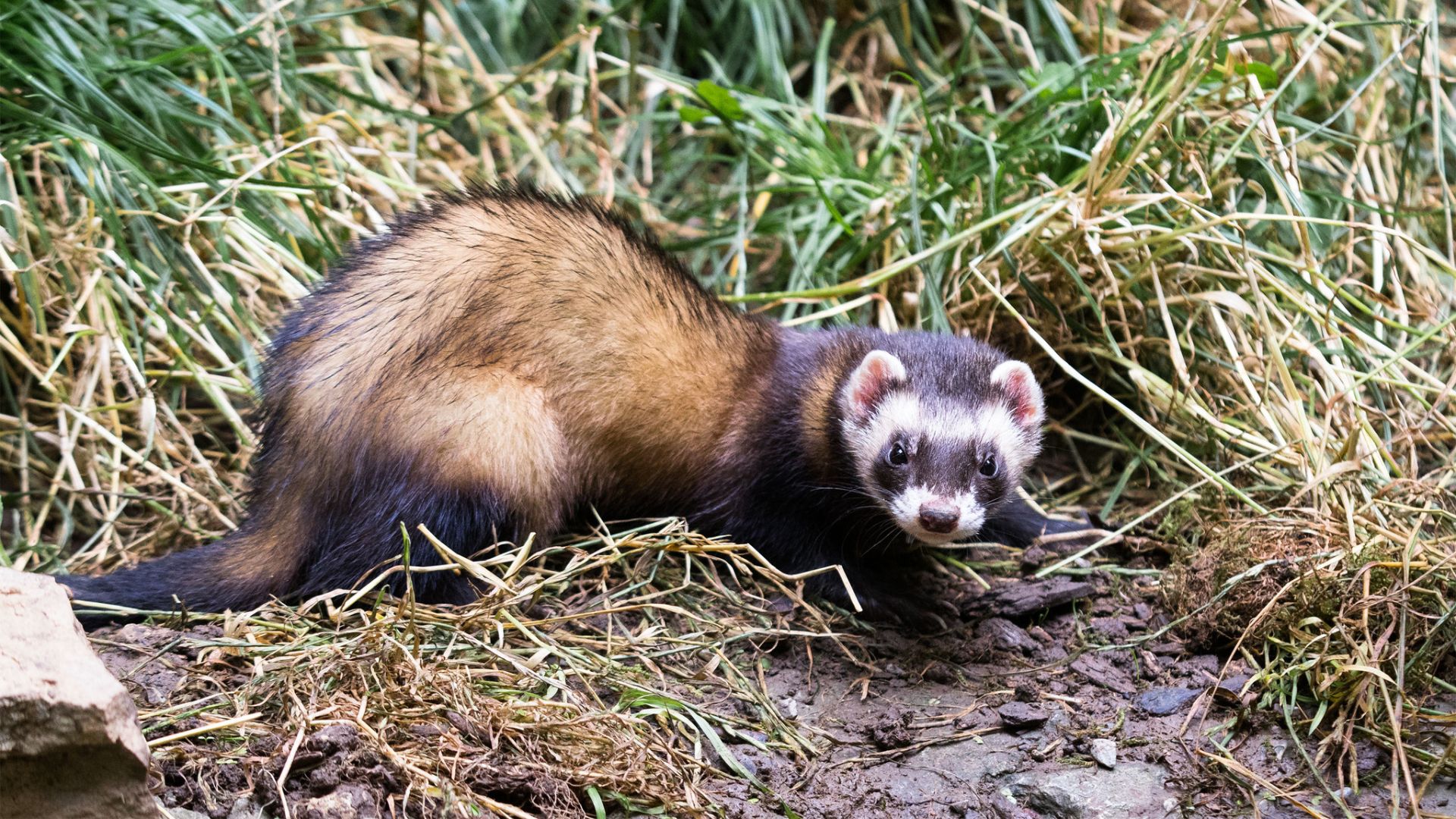 A ferret in the grass