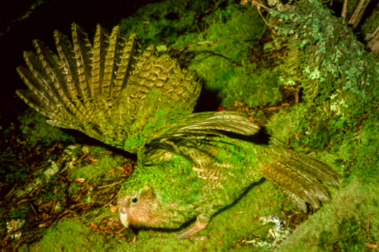 Kākāpō with wings outstretched