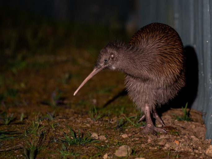 Kiwi at night