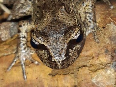 Close-up of Maud Island frog