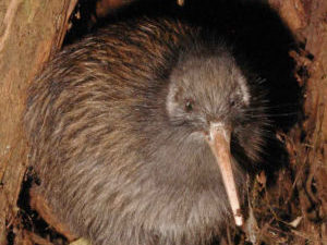 Kiwi in the forest