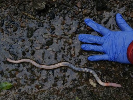 A large worm with a hand next to it to show scale