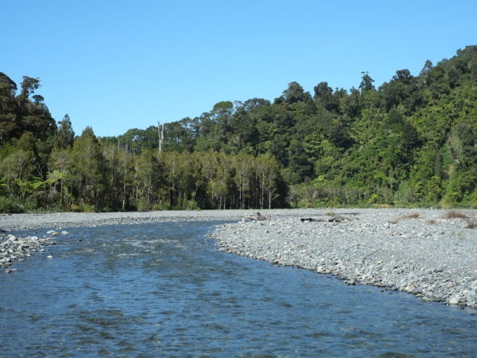 Orongorongo River with a forest background