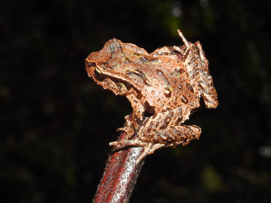 An Archey’s frog on a branch