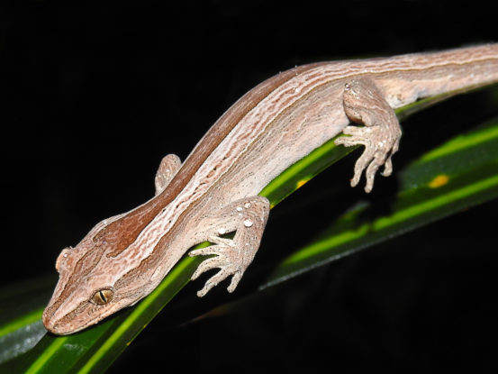 A gecko on a leaf