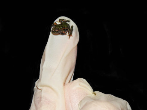 A small Archey's frog on a gloved hand