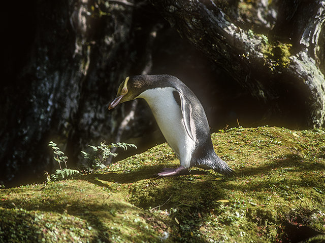 A yelllow eyed penguin on some mossy rocks