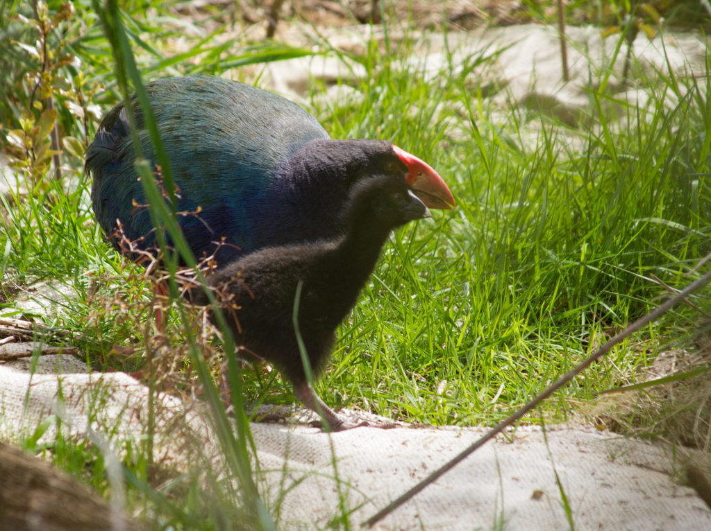 A takahe and it's chick