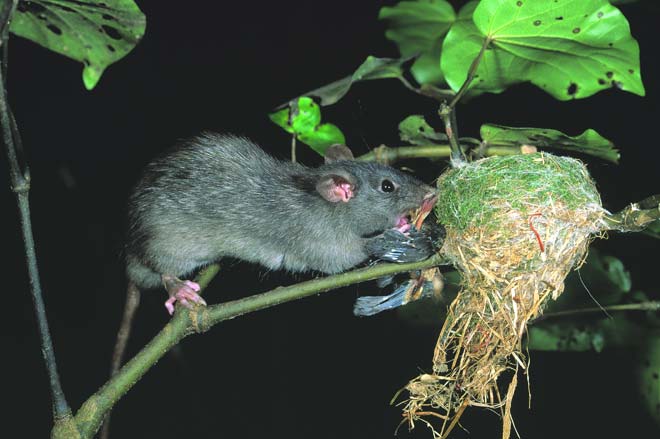 A rat on a branch eating a fantail carcus that has been pulled from a nest