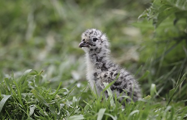 A fluffy red-billed gull chick in a grassy patch