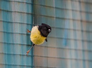 Tomtit on a fence