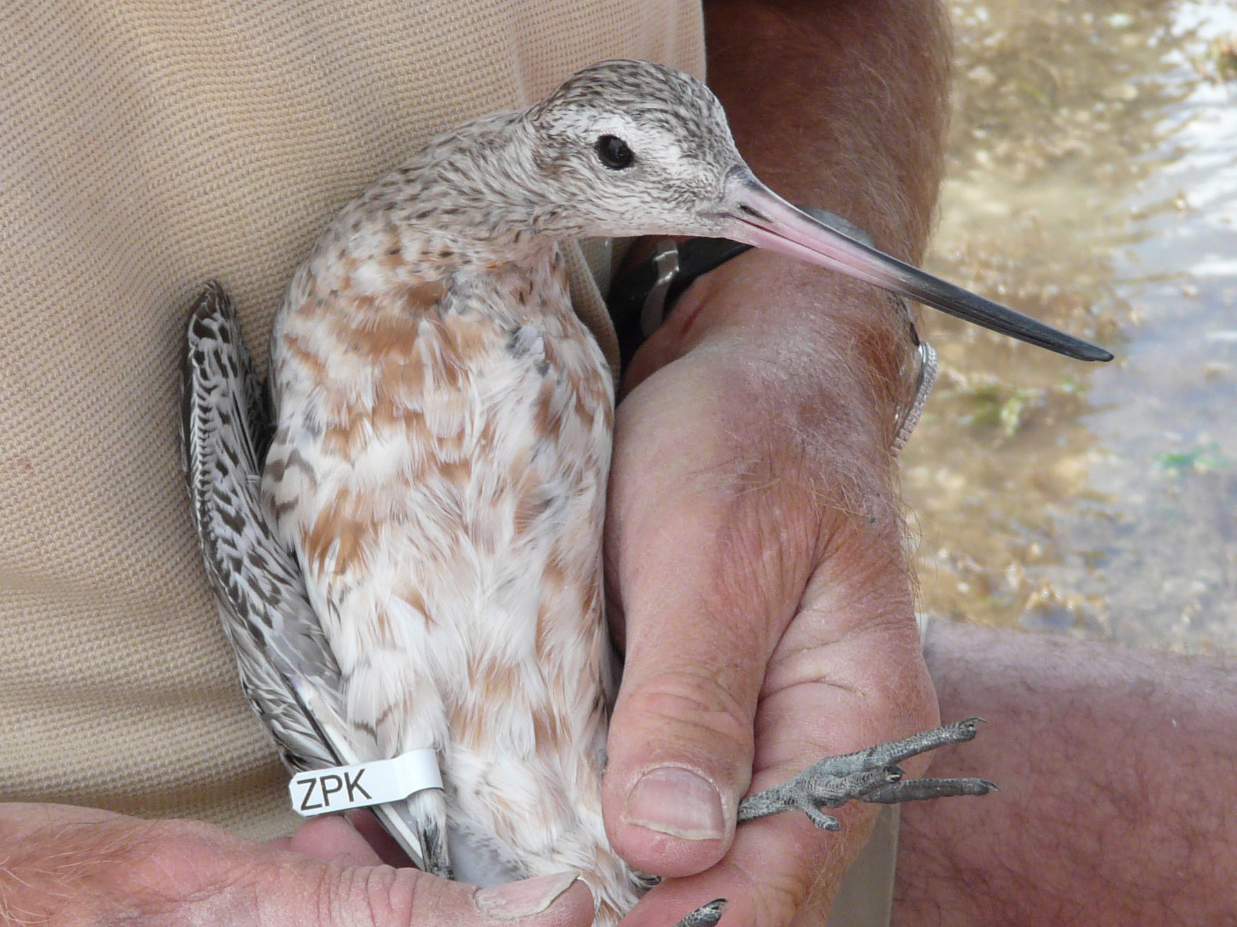 A bar-tailed godwit being held.