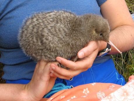 A kiwi is carefully held