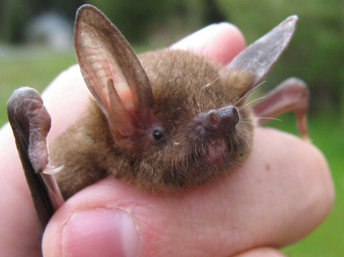 A close up of the face of the bat as it being held