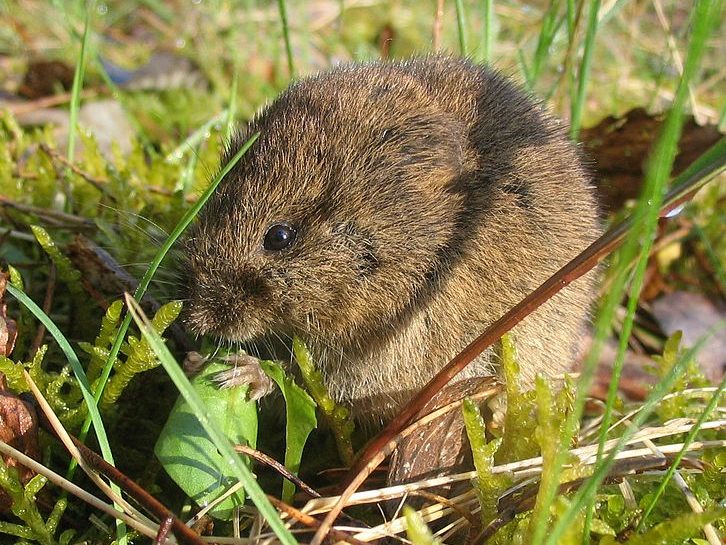 A close up of a vole eating a leaf