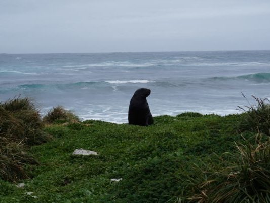 A seal on a grassy slope