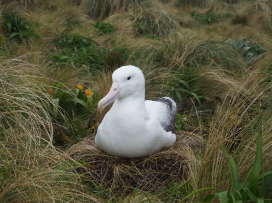 A albatross on a grassy nest