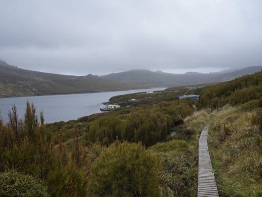 A track through tussock