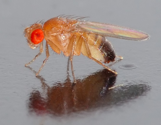 Small male Drosophila melanogaster fly. Image credit: André Karwath aka Aka.