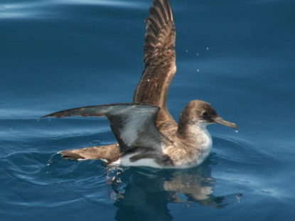 Fluttering Shearwater on the water