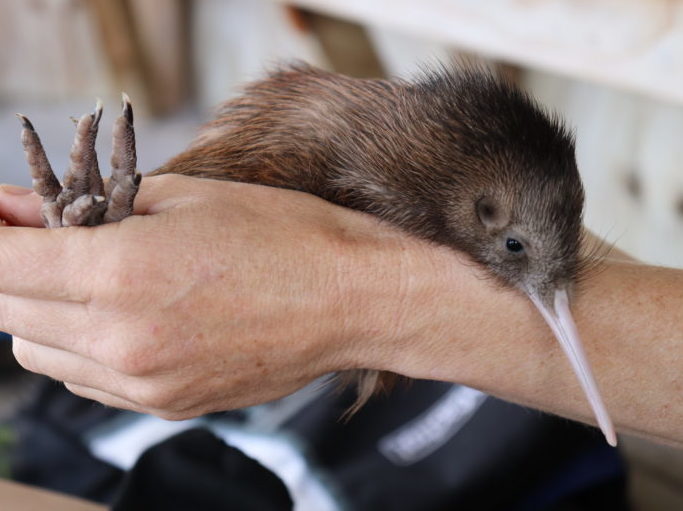 A kiwi being held