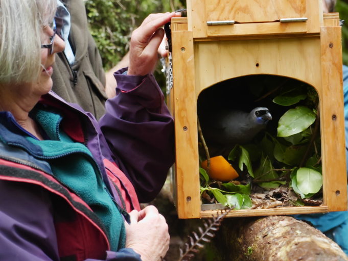 A kōkako peaking out of an open translocation box ready to be relesed