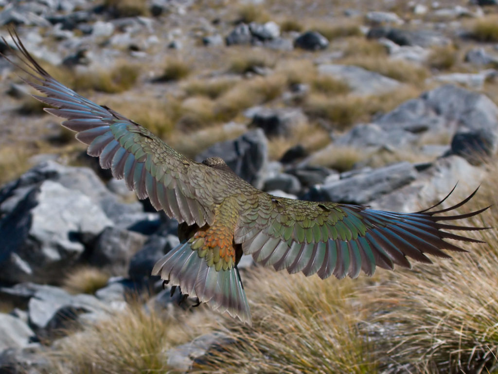 A kea flying away from the camera