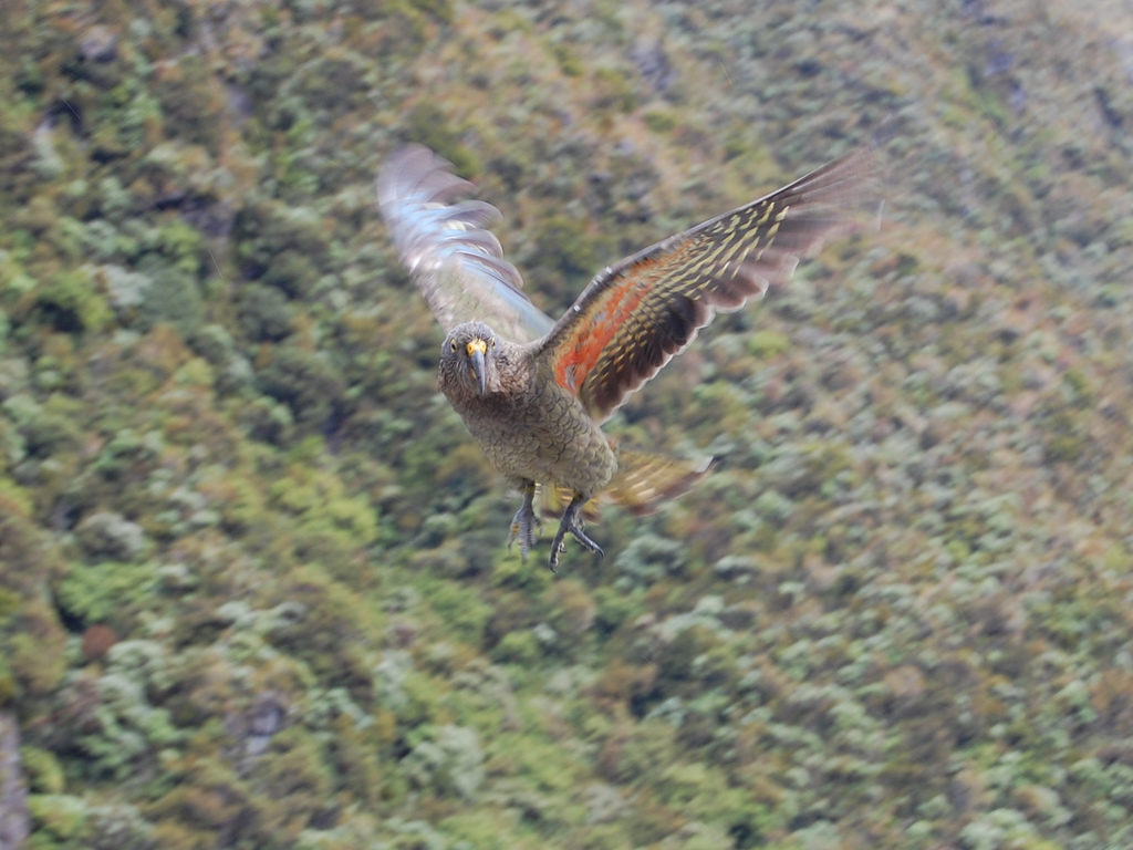 A flying kea