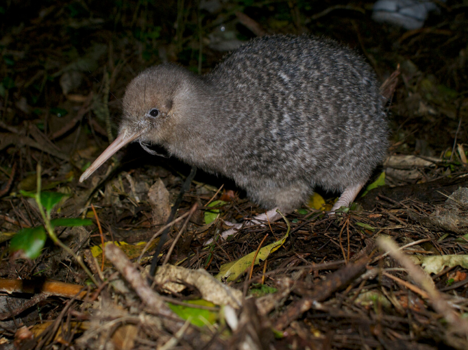 Kiwi walking in the forest in the night
