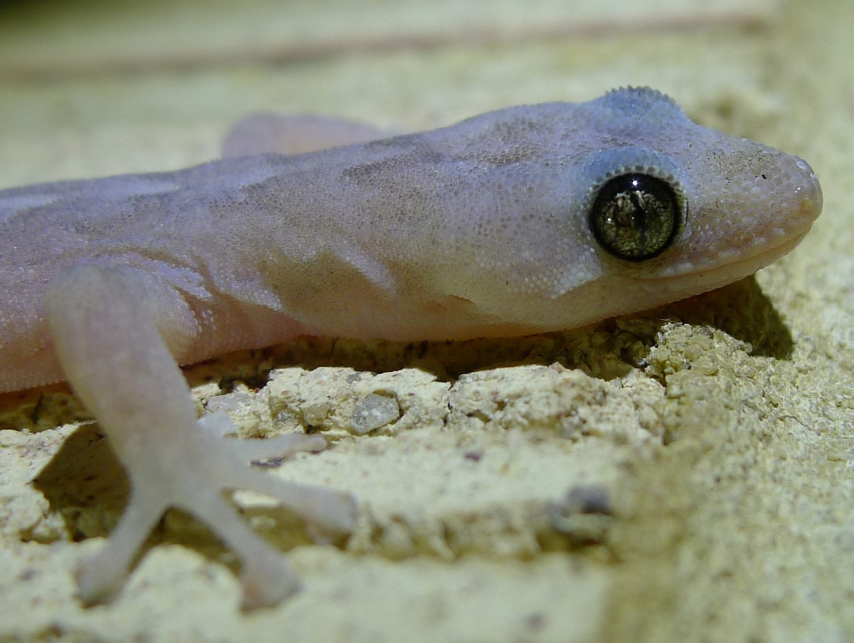 A close up of a white gecko