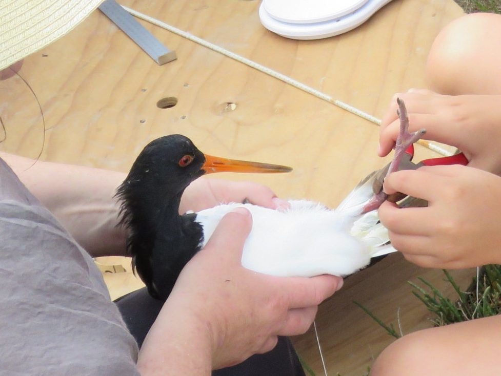 An oystercatcher being held.