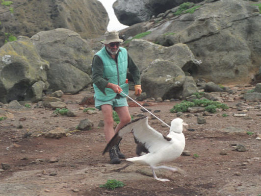 Dr Chris with an albatross on a lead