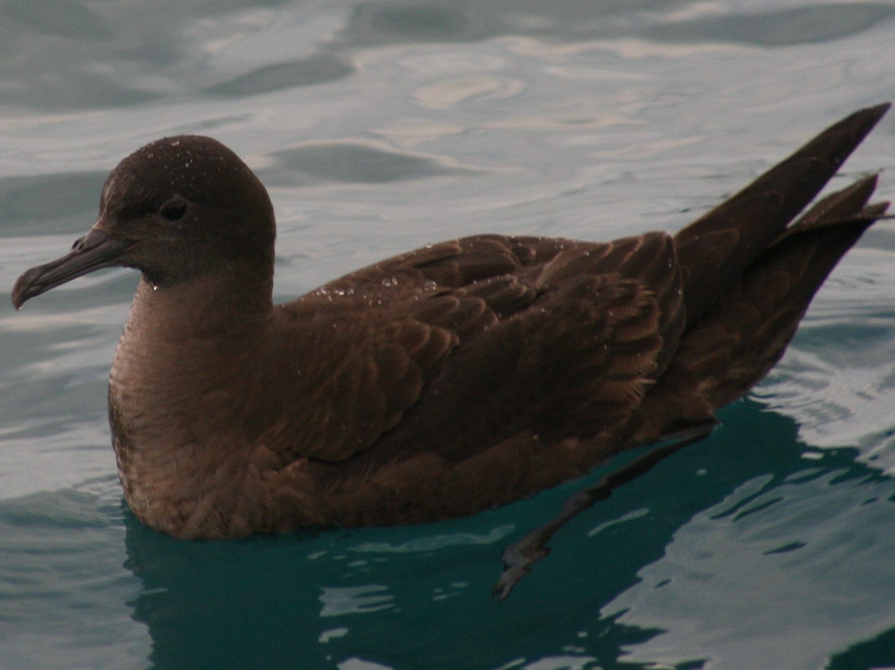 A sooty shearwater paddling in the ocean