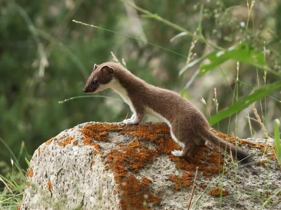 A stoat perched on a rock
