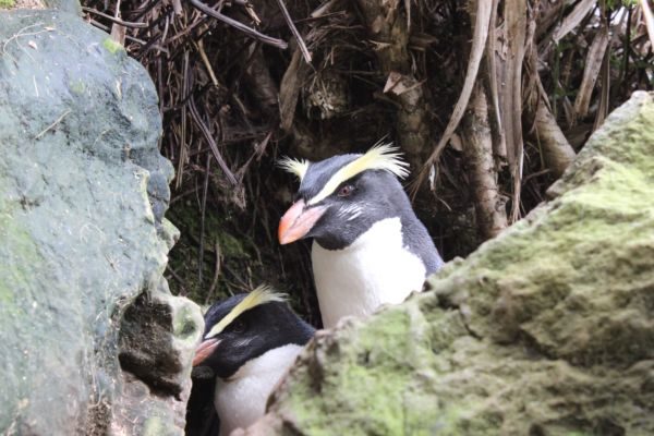 A tawaki penguin amongst the rocks