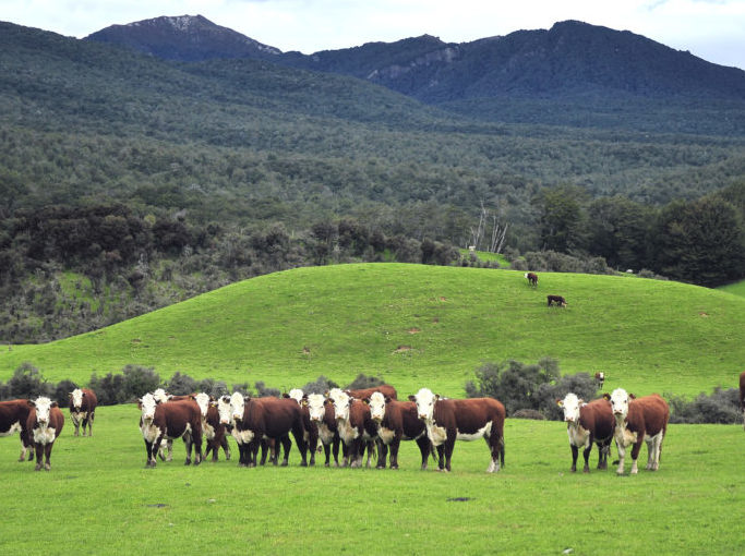 A group of cattle in a field