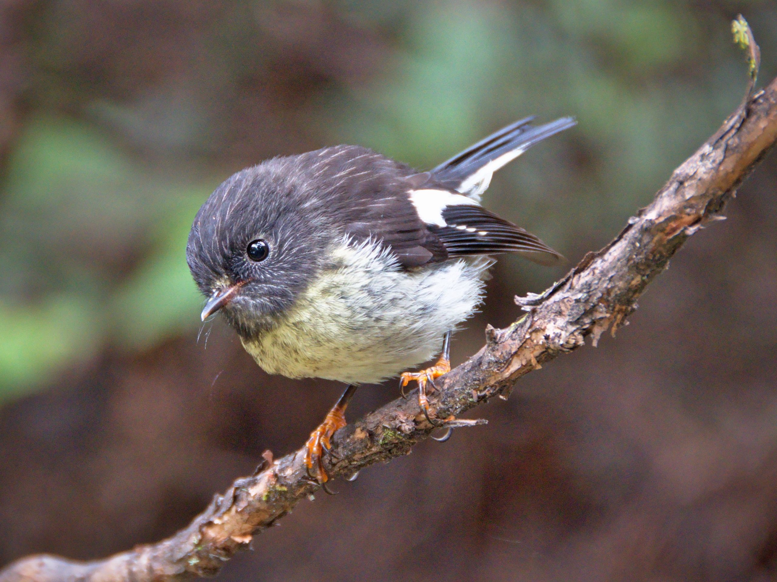 A tomtit on a branch